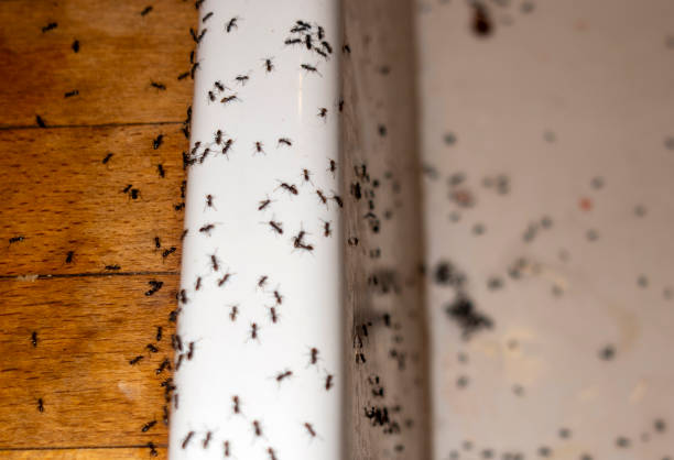 Best Residential Pest Control  in Kahului, HI