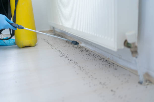 Best Flea Control Services  in Kahului, HI